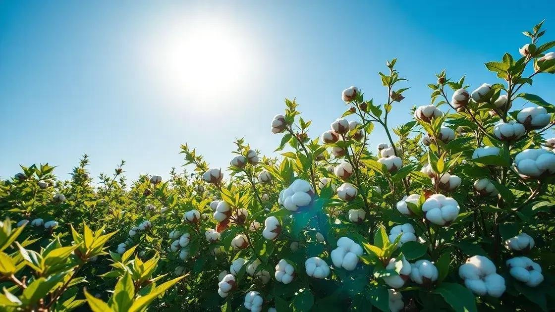 Algodão orgânico: descubra os benefícios e como ele transforma a moda sustentável